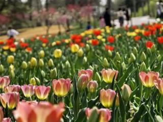 财经观察：清明假期消费市场春意浓
