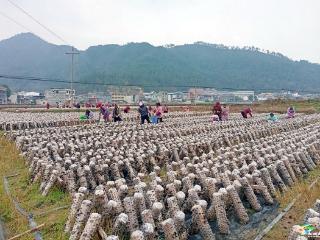 松桃普觉镇黑木耳产业带动200余人就业