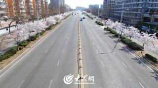 岚山头街道海滨路：“樱花大道”浪漫上线