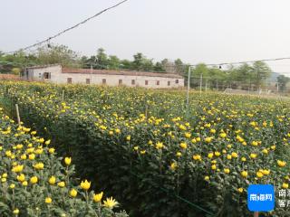 昌江十月田镇：菊花绽放“美丽经济” 带动村民增收