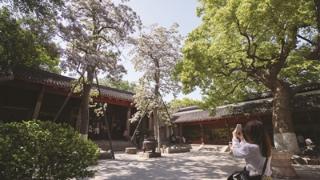 “最美古树” 相约花开