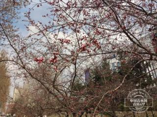 20日最高气温21℃，走，赏花去
