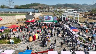汶水寻缘·桃花盛开——济南市钢城区汶源街道第二十二届桃文化旅游节盛大开幕