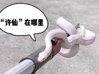 白娘子照进现实 浙江一小区惊现超高颜值白蛇