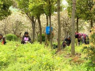 普定县：黄精种收两不误 致富路上“药”飘香