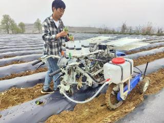 瓮安：抢抓农时推进烤烟移栽 科技赋能助力乡村振兴