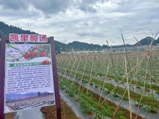 酸汤飘香 聚势成链——黔东南州加速推进百亿酸汤产业集群发展