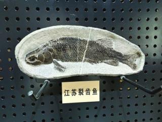 探秘南京都市圈里的化石“宝藏村” 石头里，藏着2.48亿岁的鱼
