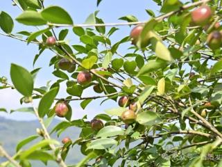 重庆酉阳油茶，从深山走向世界的“金色产业”