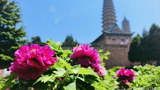 太原双塔寺 牡丹正当时（图）