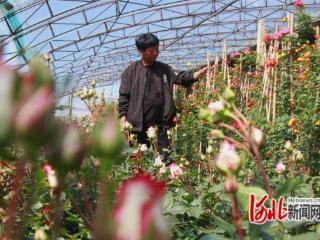 河北滦南：“鲜花经济”铺展增收致富路