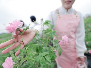 萃雅玫瑰谷溯源之旅，24小时都市逃离计划