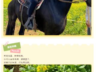 【花野慢行趣东营】逃进春天里，稻田画风景区五一假期游玩攻略