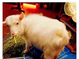 还没完？嘲讽严浩翔的选手要发diss了！