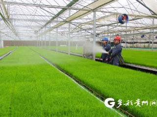 南方电网安龙供电局保障农民专业合作社大棚育秧用电无忧