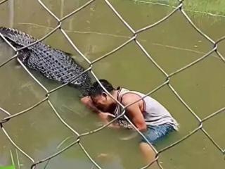 翻鳄鱼围栏自拍游客险被撕碎！愚蠢决定竟是因为：我以为它是雕像