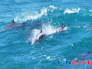场面壮观！福州海边惊现成群海豚！