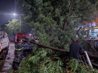 晚间大风突袭，2628名园林人彻夜奋战，主干道恢复畅通