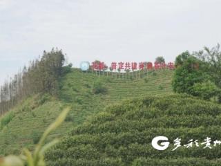全国劳动模范姚春雷：茶山上的逐梦人 匠心铸就劳模荣光