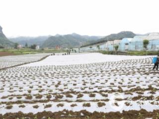 习水：基地+订单 田间地头铺就“火辣”致富路