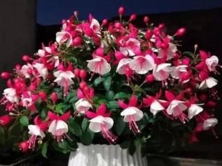夏天养花黑名单！这6种花别碰，养一盆死一盆，太难伺候了