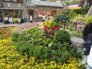 济南泉水老街区鲜花环绕，泉水+鲜花迷醉外地游客
