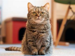 掉进火锅的猫咪已送医：取名51