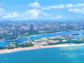日照绿茶香飘央视舞台：一杯绿茶里的匠心与山海情怀