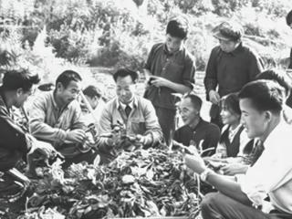 大儿子进城看司令，司令挖来一袋子地瓜，让儿子带给乡亲们尝尝