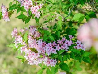 临沂：锦带花盛开