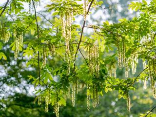 临沂：枫杨花缀满枝头