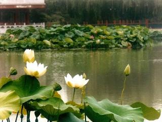 京杭大运河100年来，首次全线贯通，聊聊德州运河古街的前世今生