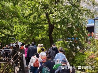 周知！5月5日，崂山风景区浦里至仰口免费摆渡车取消运行