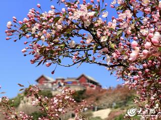 与泰山相约共赴海棠盛景！2025泰山海棠花开系列活动受到广大游客喜爱