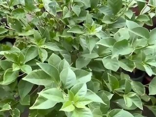 三角梅迟迟不开花？老花农教你“摘叶3步法”，20天爆花！
