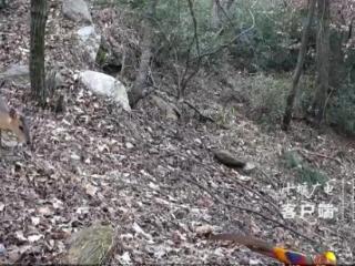 难得一见！十堰拍到多种珍稀动物“同框出镜”
