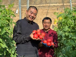 田野上的“黄金屋”丨番茄支书的“富脑袋”计划