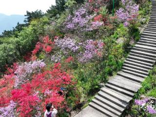 “天街花市”盛放迎客 “五一”假期九华山客流量增长近三成