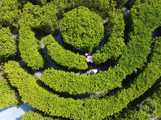 市民乐享“植物迷宫”探秘体验