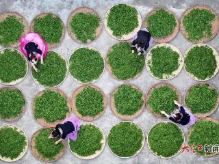 茶香立夏