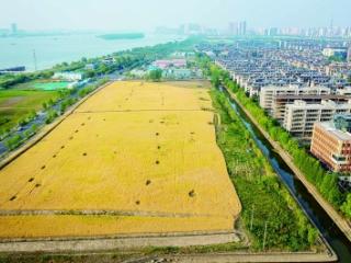 都市田园绘就“丰景”画卷