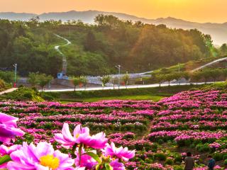 渝见好“村”光 | 芍韵仙乡：垫江县曹回镇徐白村