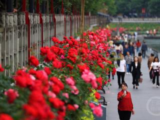 月季花争艳 城美市民乐