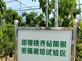 从“巨人”到“萌妹”！烟台大樱桃树瘦身成功，产量品质双升级！