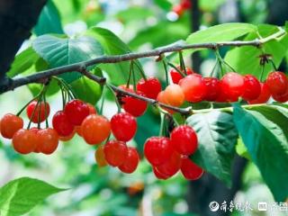 第三十届北宅樱桃节将于本周四在大崂樱桃谷启幕