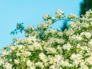 临沂：木香花盛开