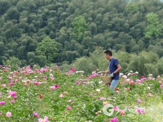 赤水葫市镇：芍药花开管护忙 静待“药根”变“富根”