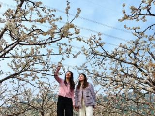 四川仁寿：以花为媒 激活“花样经济”