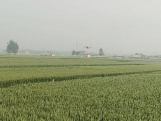 莒南县道口镇扎实推进小麦“一喷三防”工作 筑牢夏粮丰收根基