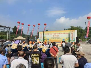 一口入夏！合川古楼枇杷等你来尝鲜